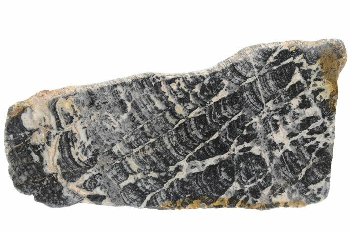 Proterozoic Columnar Stromatolite (Asperia) Slab - Australia #221470